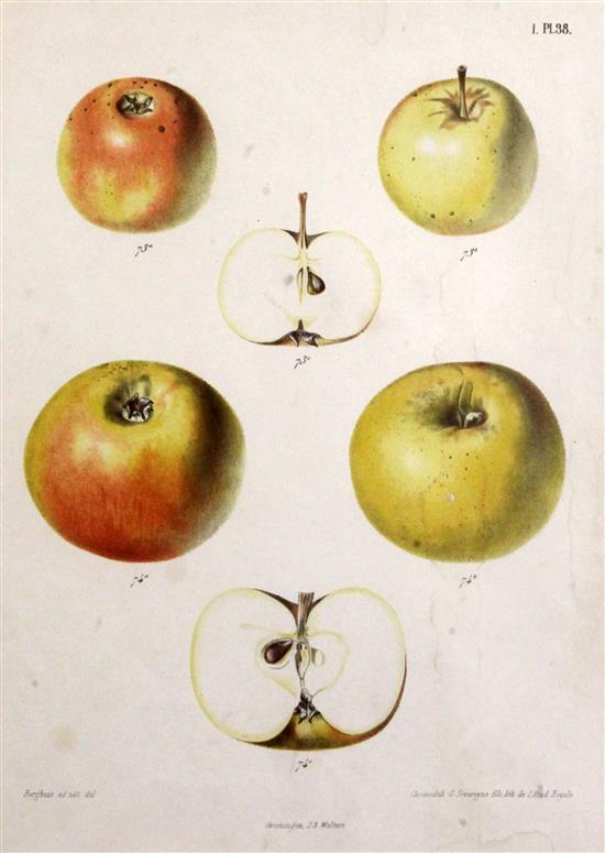 A set of six coloured engraved prints of ducks, and two further prints of fruit (8)